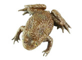 YELLOW-BELLIED TOAD