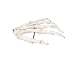 HAND SKELETON WIRE MOUNTED  LEFT -  A40L - 1019367 