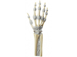 JOINTS OF HAND AND FINGERS WITH LIGAMENTS