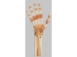 FUNCTIONAL MODEL OF THE HAND AND FINGER JOINTS