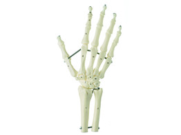 SKELETON OF THE HAND WITH BASE OF FOREARM