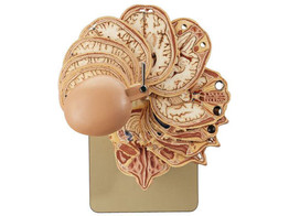 ANATOMICAL SECTIONAL MODEL OF THE HEAD