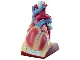 HEART  ENLARGED APPROX. 4 TIMES  LECTURE THEATRE MODEL HS 1/1