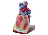 HEART  ENLARGED APPROX. 4 TIMES  LECTURE THEATRE MODEL HS 1/1