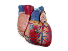 HEART  ABOUT 3/4 NATURAL SIZE - HS2/SOM