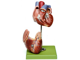 HEART  ABOUT 3/4 NATURAL SIZE - SOMSO-HS3/SOM