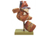 HEART WITH CONDUCTING SYSTEM    ENLARGED APPROX. 1.5 TIMES