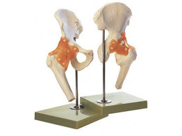 FUNCTIONAL MODEL OF THE HIP JOINT
