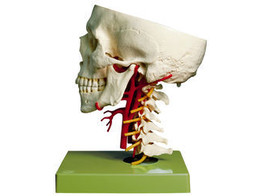 ARTIFICIAL BASE OF SKULL WITH ARTERIES