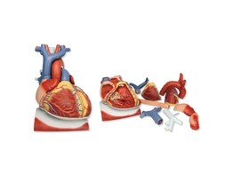 HEART ON DIAPHRAGM  3 TIMES LIFE SIZE  10 PART