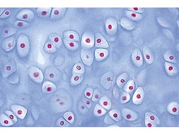 Cartilage hyalin de l homme  c.t.