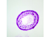 HYDRA NEMOTOCYSTS  H E SEC. MICROSCOPE SLIDE