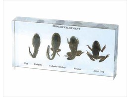 FROSCHENTWICKLUNG IN LAGERFLUSSIGKEIT