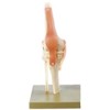 FUNCTIONAL MODEL OF THE KNEE JOINT