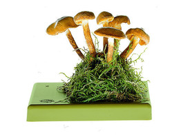 KUEHNEROMYCES MUTABILIS