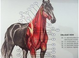 HORSE POSTER   MUSCULATURE