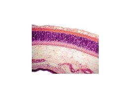 HYALINE CARTILAGE RABBIT  SECTION - SH.1005A