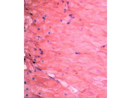 Smooth muscle  teased preparation  rabbit  l.s. and c.s. - SH.1040A