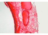 Flimmerepithel  mehrstufig von Trachea Kaninchen - SH.1080A