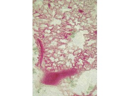 Lung with injected blood vessels  rabbit  c.s. - SH.1110A