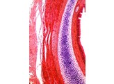 Trachea rabbit  c.s. - SH.1120A