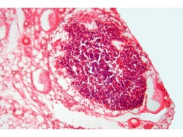 Artery and vein  rabbit  c.s. - SH.1130A