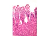 Small intestine  dog  c.s. - SH.1230A