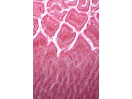 Golgi-Apparat in Epithelzellen des Darmes  Hund - SH.1280