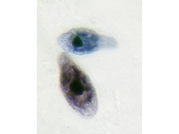 Flagelles  Euglena viridis- SZ.1535A