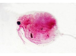 PUCE D EAU  DAPHNIA SP. - SZ.1655A