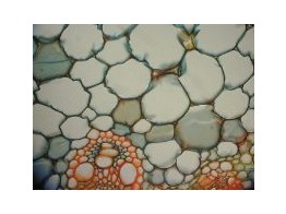 MONO-/DICOT BLAD MAIS    - SB.2150A