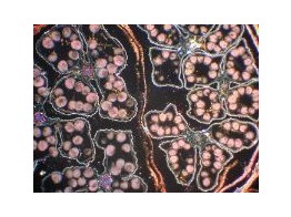 Comparaison de fleur  mono et dicotyledone  mais et renoncule  E C.T. - SB.2205B