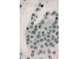 Lilium  lily  ovary  c.s. - SB.2212A