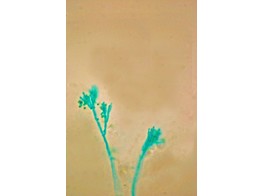 PENICILLIUM  ENTIER - SB.2365A