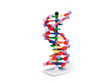 DNA MODEL 12 BASENPAREN - MOLYMOD AMDNA-060-12