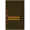 EXPLORER L ORIGINE HUMAINE PAR L AMPLIFICATION DE L ADN MITOCHONDRIAL PAR PCR- EDVOTEK - 332