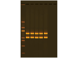 PCR-ANALYSE VAN MITOCHONDRIAAL DNA - EDVOTEK - 332