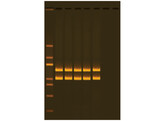 EXPLORING HUMAN ORIGIN BY PCR AMPLIFICATION OF MITOCHONDRIAL DNA- EDVOTEK - 332
