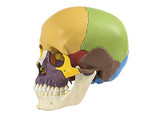 14-PIECE MODEL OF THE SKULL - SOMSO QS 8/3