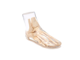SQUELETTE DE PIED  POUR RADIOGRAPHIE  TRANSPARENT - 7230