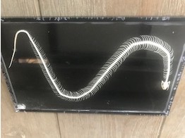 REAL SNAKE SKELETON MOUNTED IN PLEXIGLASS FRAME