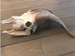 REAL SKULL OF A GOAT