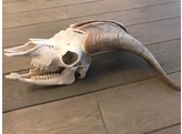 REAL SKULL OF A GOAT