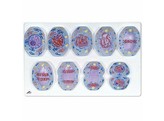 MITOSIS MODEL - NINE PIECES ON A MAGNET BOARD - R01  1013868 