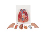 LUNG MODEL WITH LARYNX  7 PART G15  1000270