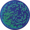 TRANSFORMATION OF E. COLI WITH GFP - EDVOTEK - 223