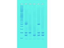 PCR-IDENTIFIZIERUNG VON GMOS IN LEBENSMITTELN