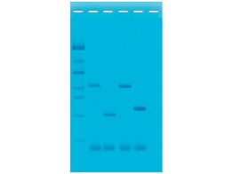 PCR - L ETUDE DE LA GENETIQUE DES PLANTES - EDVOTEK - 338