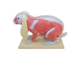 MODELE DE LAPIN DEMONTABLE   GRAND MODELE