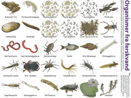 FRESHWATER ORGANISMS  MAGNETIC MODELS